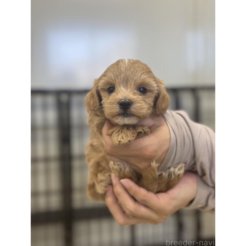 販売中の埼玉県のマルプー:マルチーズ×トイプードル-433046の6枚目