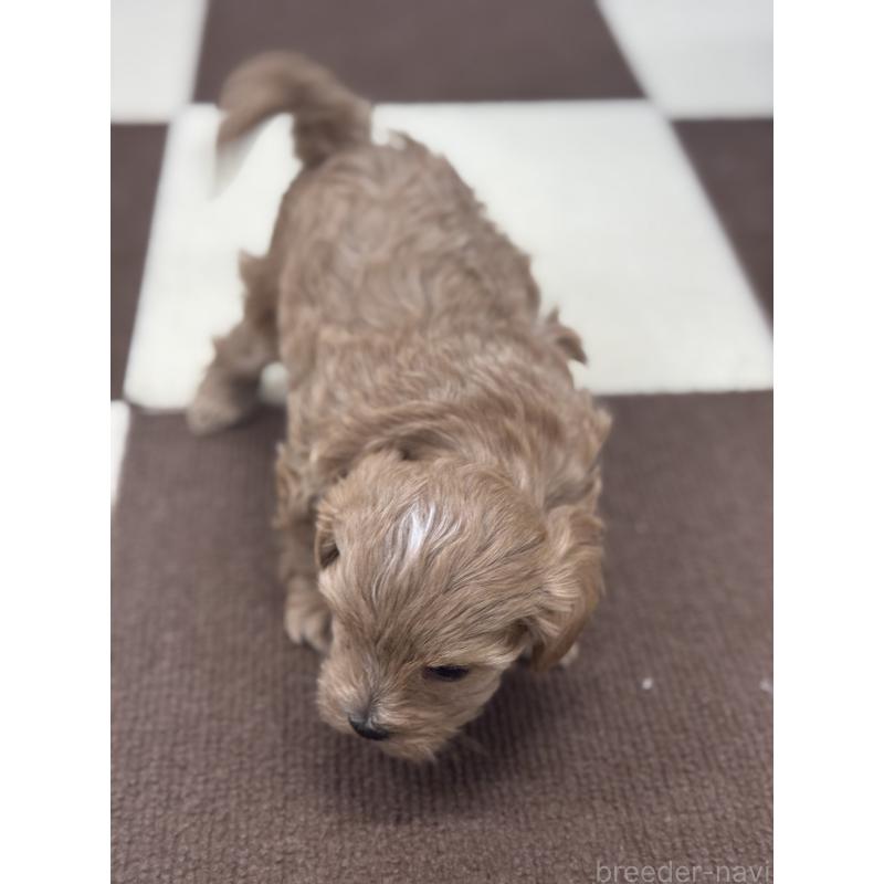 販売中の埼玉県のマルプー:マルチーズ×トイプードル-433046の5枚目