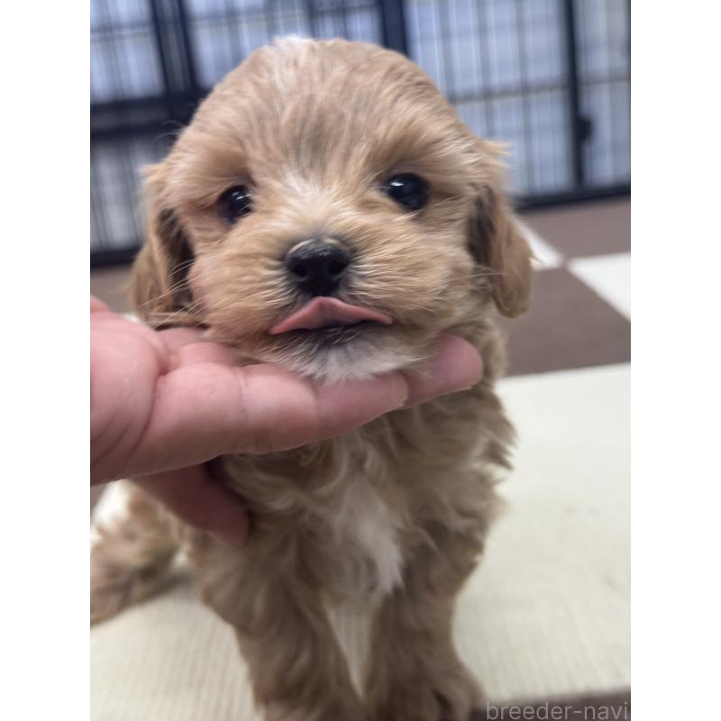 販売中の埼玉県のマルプー:マルチーズ×トイプードル-433046の4枚目