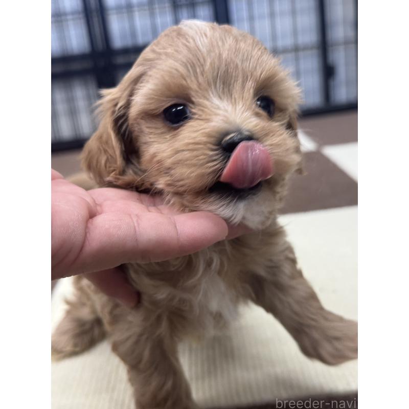 販売中の埼玉県のマルプー:マルチーズ×トイプードル-433046の3枚目