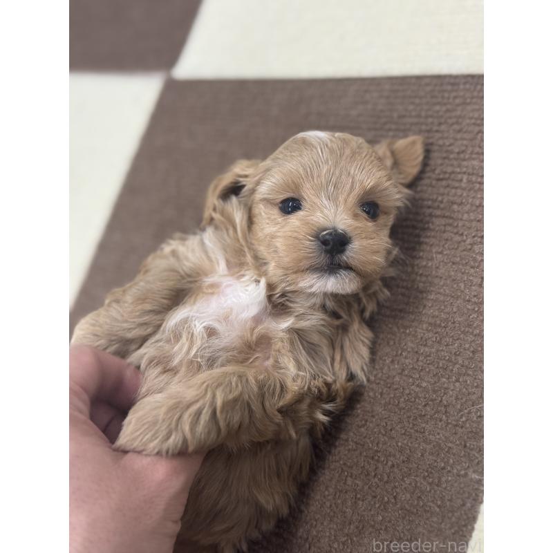 販売中の埼玉県のマルプー:マルチーズ×トイプードル-433046の2枚目