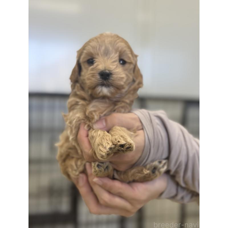 販売中の埼玉県のマルプー:マルチーズ×トイプードル-433047の4枚目