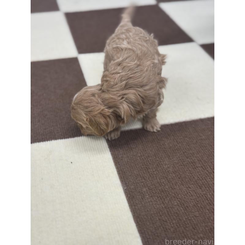 販売中の埼玉県のマルプー:マルチーズ×トイプードル-433047の3枚目