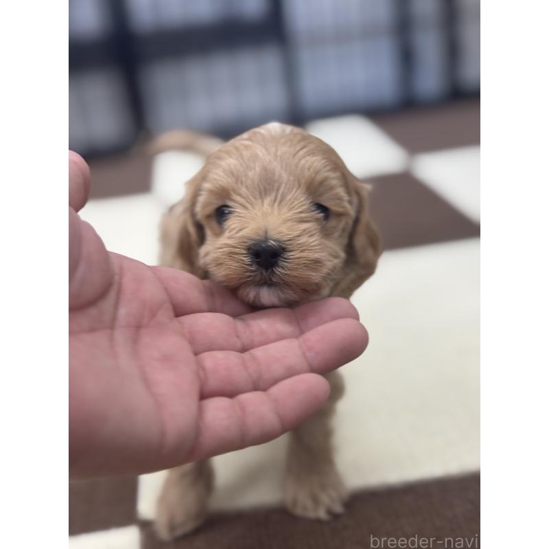 販売中の埼玉県のマルプー:マルチーズ×トイプードル-433047の2枚目