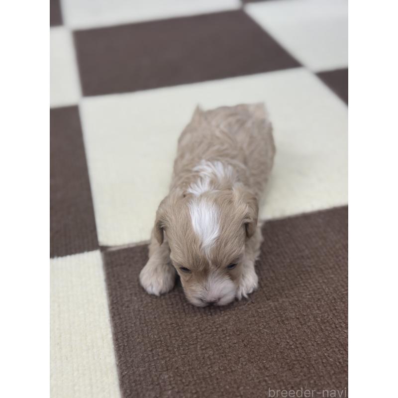 販売中の埼玉県のマルプー:マルチーズ×トイプードル-433048の4枚目