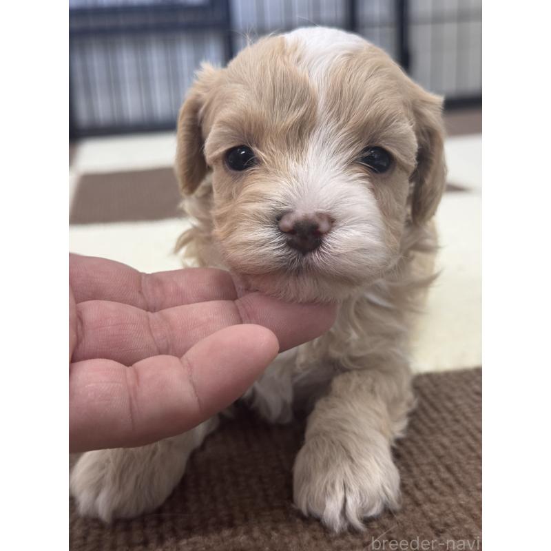 販売中の埼玉県のマルプー:マルチーズ×トイプードル-433048の3枚目