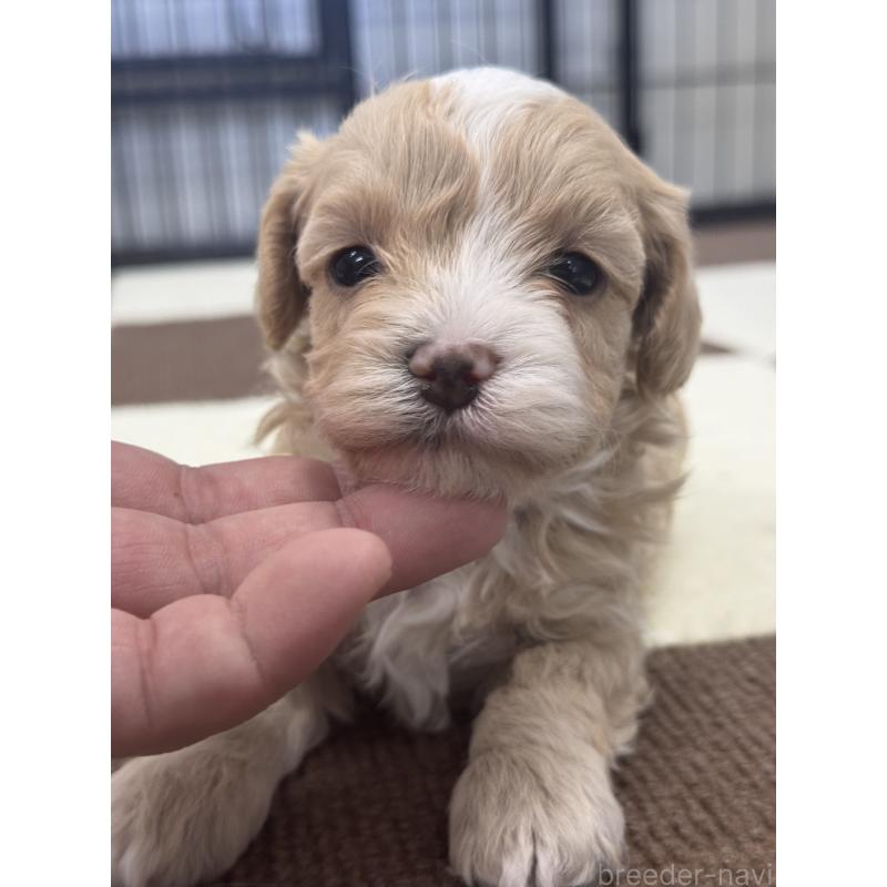 販売中の埼玉県のマルプー:マルチーズ×トイプードル-433048の2枚目