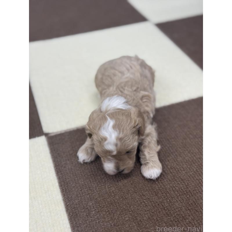 販売中の埼玉県のマルプー:マルチーズ×トイプードル-433049の4枚目