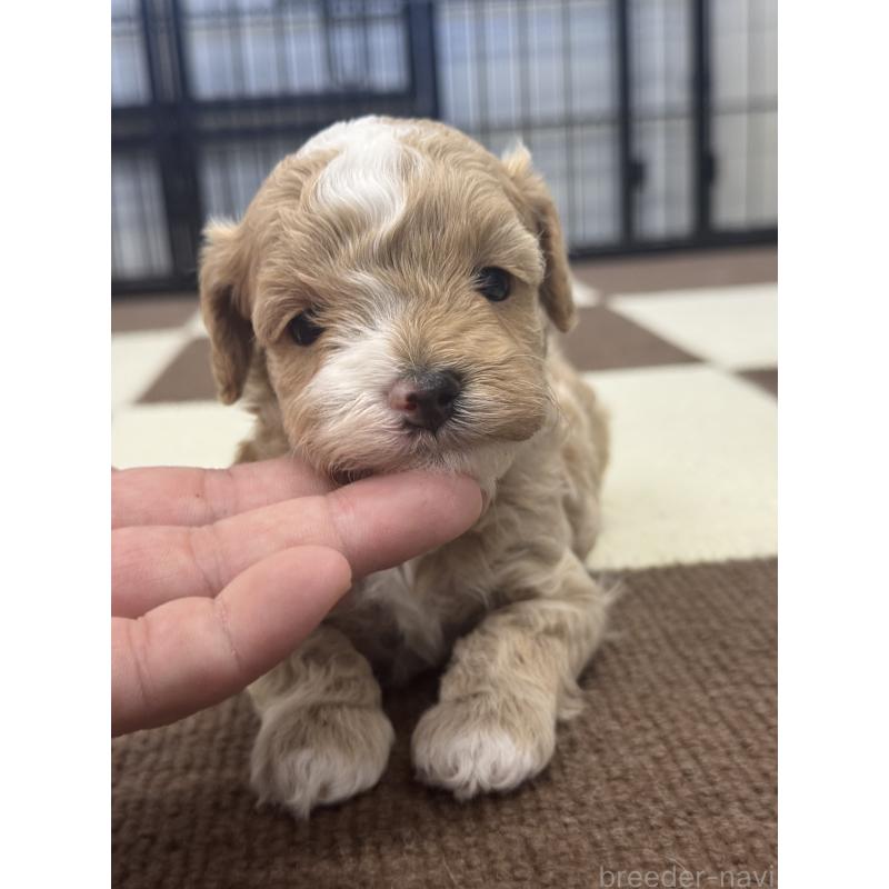 販売中の埼玉県のマルプー:マルチーズ×トイプードル-433049の3枚目