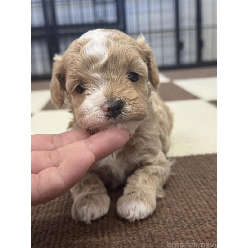 販売中の埼玉県のマルプー:マルチーズ×トイプードル-433049の2枚目