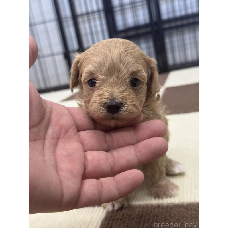 販売中の埼玉県のマルプー:マルチーズ×トイプードル-433050の3枚目