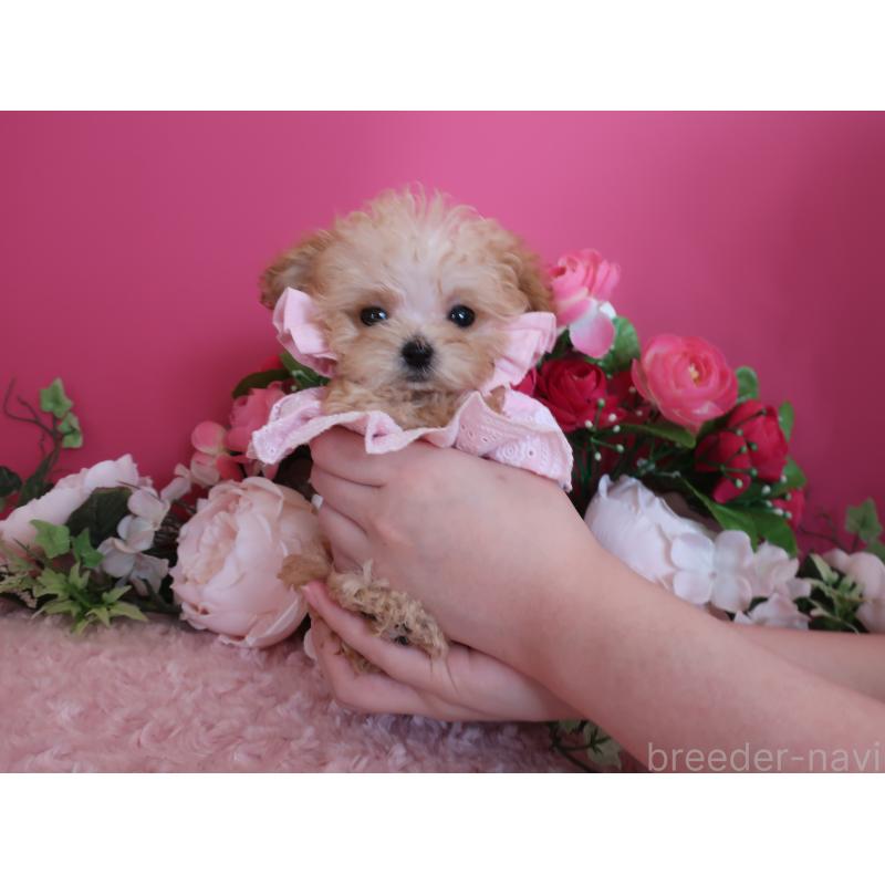 成約済の鹿児島県のティーカッププードル-428026の7枚目