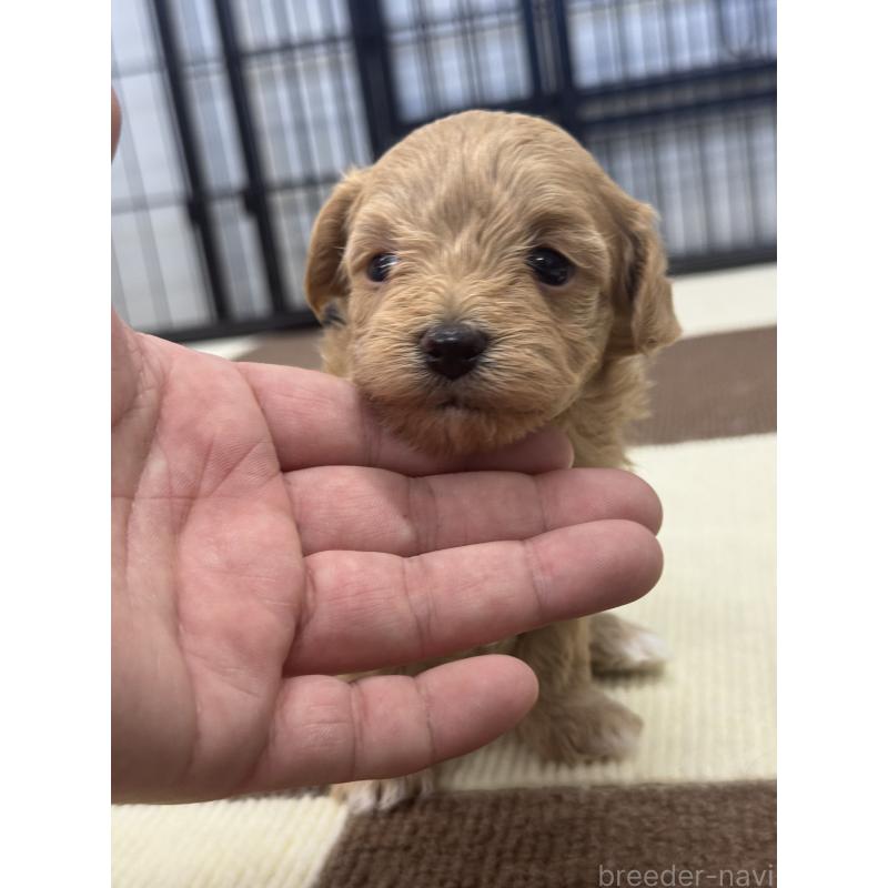 販売中の埼玉県のマルプー:マルチーズ×トイプードル-433050の2枚目