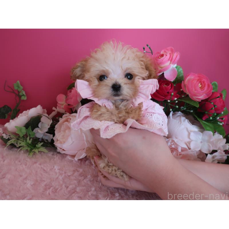 成約済の鹿児島県のティーカッププードル-428026の6枚目