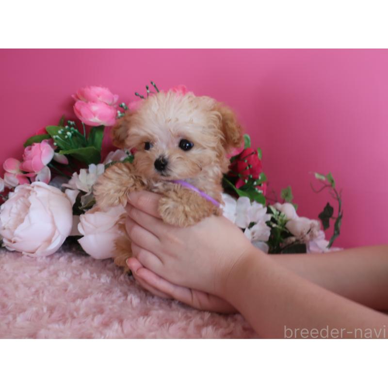 成約済の鹿児島県のティーカッププードル-428026の5枚目