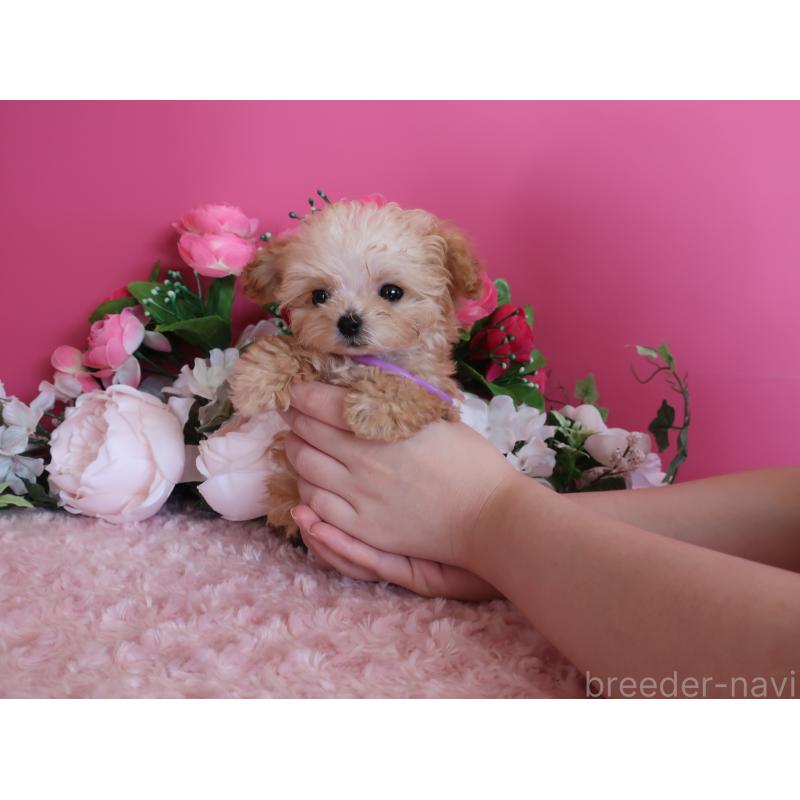 成約済の鹿児島県のティーカッププードル-428026の4枚目