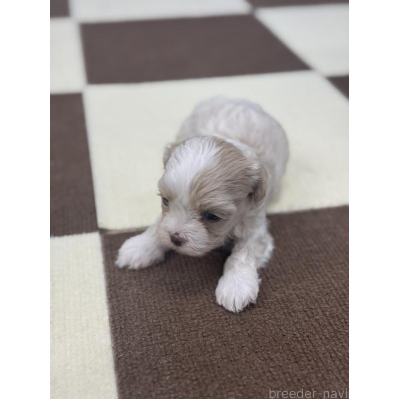 販売中の埼玉県のマルプー:マルチーズ×トイプードル-433051の5枚目
