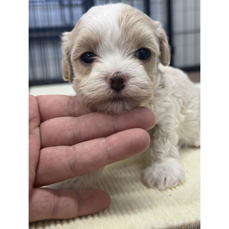 販売中の埼玉県のマルプー:マルチーズ×トイプードル-433051の3枚目