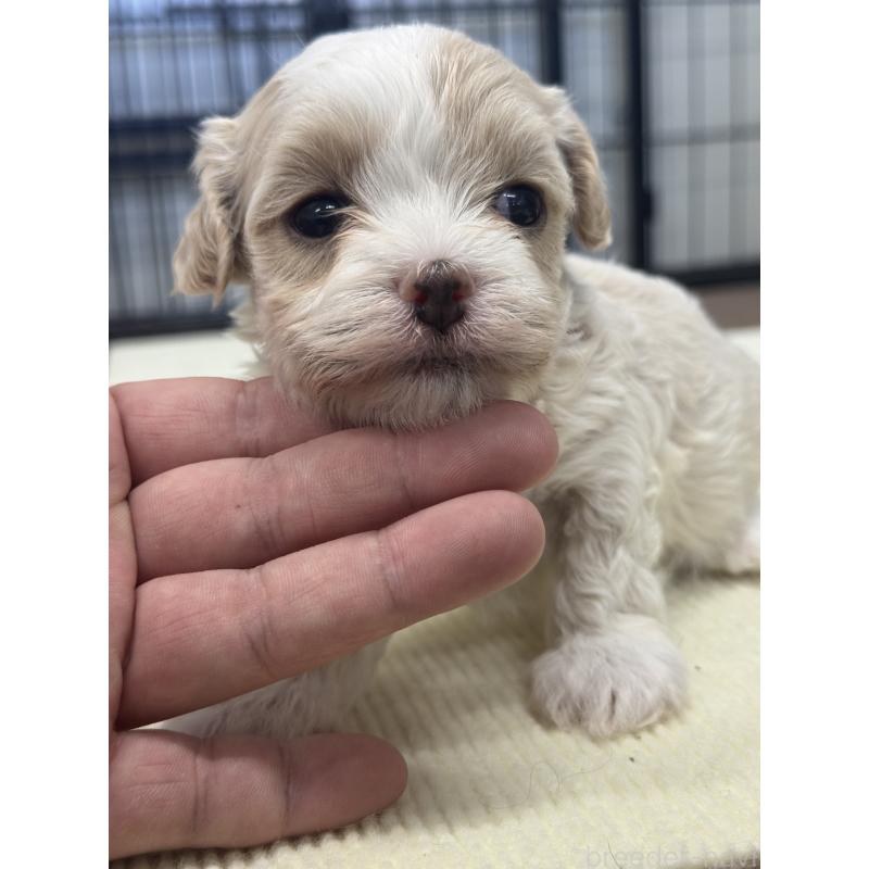 販売中の埼玉県のマルプー:マルチーズ×トイプードル-433051の2枚目