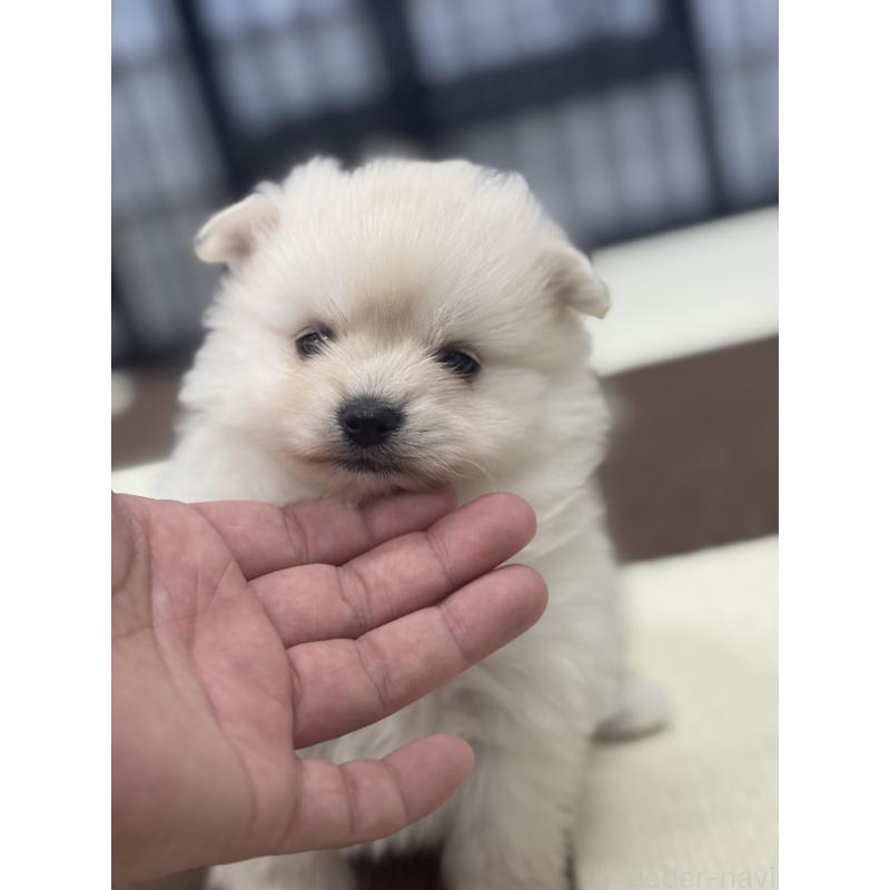 販売中の埼玉県のポメラニアン-433052の5枚目