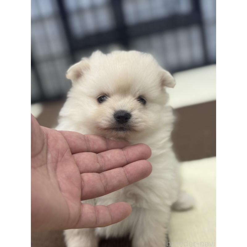 販売中の埼玉県のポメラニアン-433052の3枚目