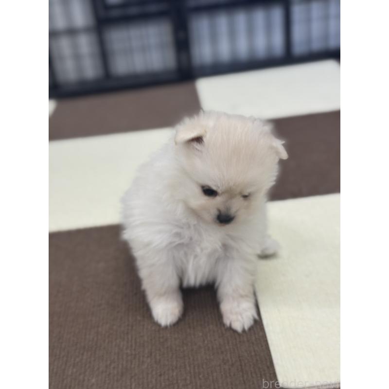 販売中の埼玉県のポメラニアン-433052の2枚目