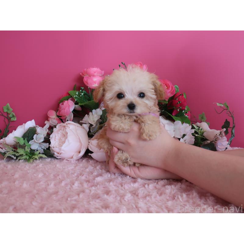 成約済の鹿児島県のティーカッププードル-428027の7枚目