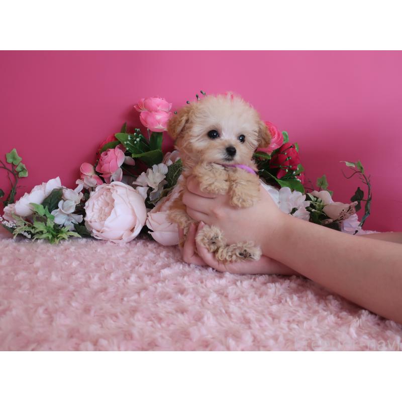 販売中の鹿児島県のティーカッププードル-428027