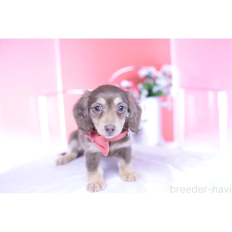 商談中の愛知県のカニンヘンダックスフンド(ロングヘアード)-428200の11枚目