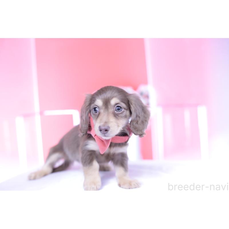 商談中の愛知県のカニンヘンダックスフンド(ロングヘアード)-428200の8枚目