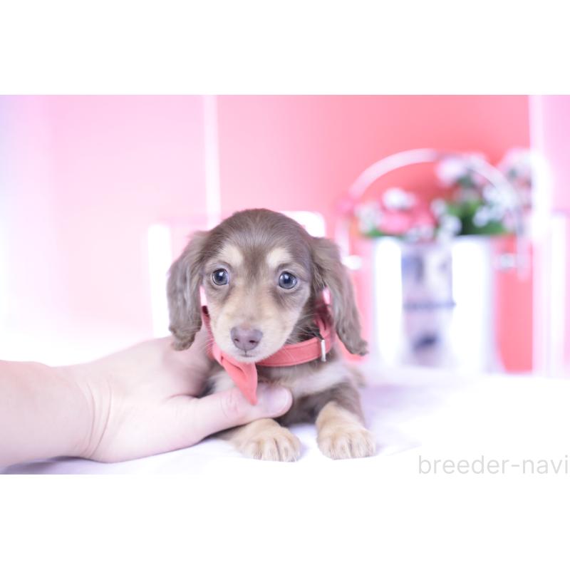 商談中の愛知県のカニンヘンダックスフンド(ロングヘアード)-428200の3枚目