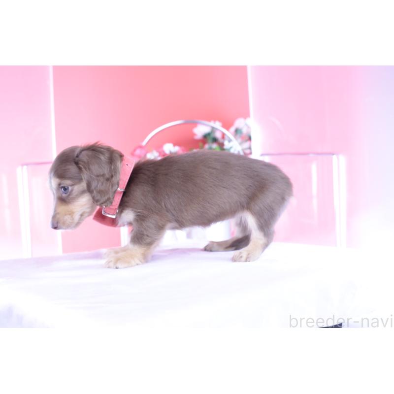 商談中の愛知県のカニンヘンダックスフンド(ロングヘアード)-428200の2枚目