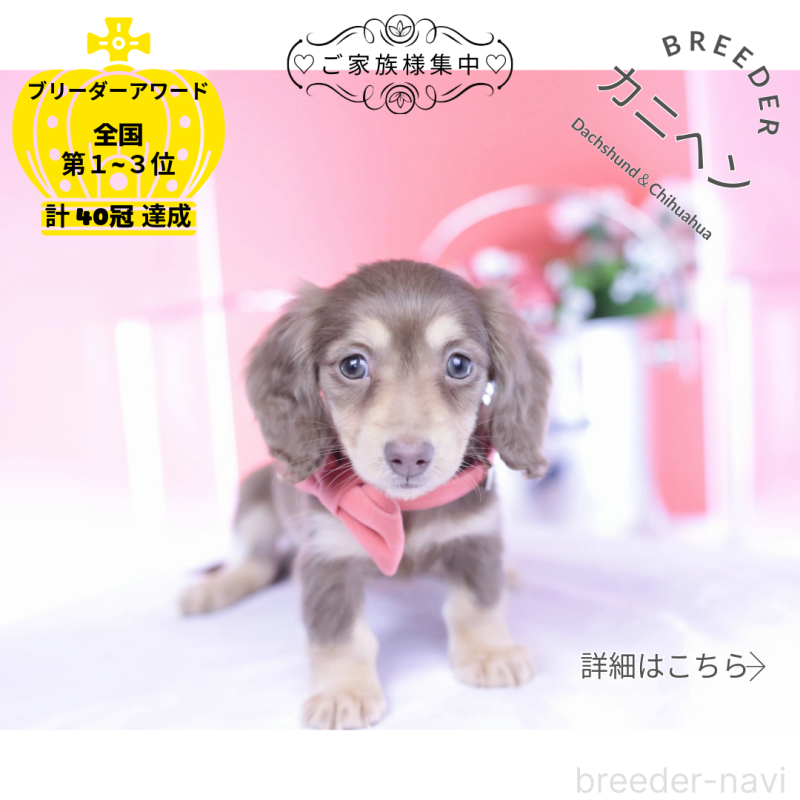 販売中の愛知県のカニンヘンダックスフンド(ロングヘアード)-428200