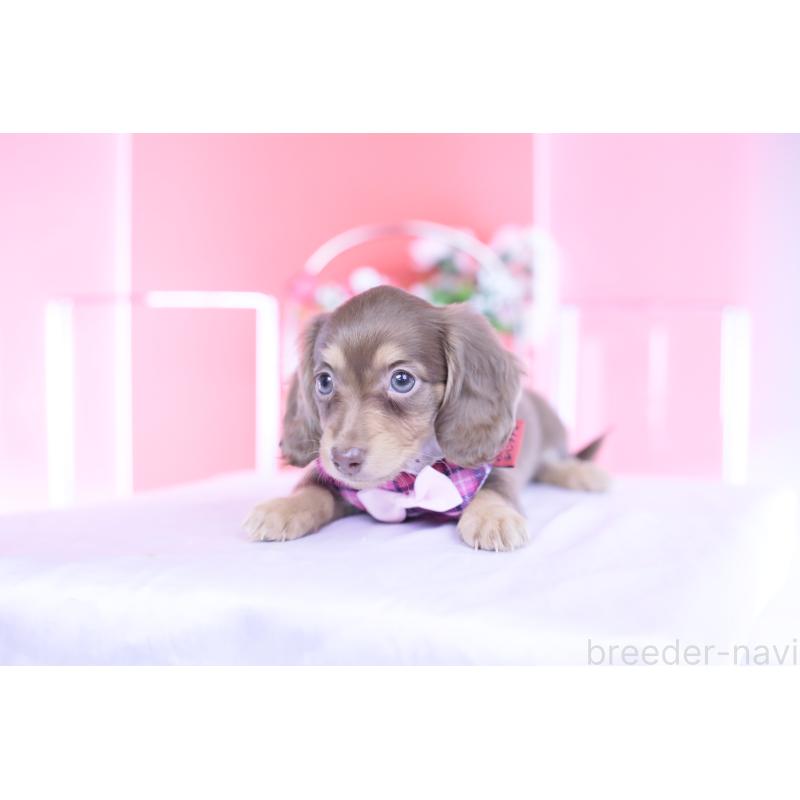 商談中の愛知県のカニンヘンダックスフンド(ロングヘアード)-428203の13枚目