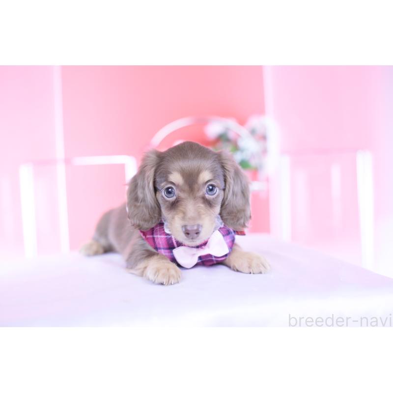 商談中の愛知県のカニンヘンダックスフンド(ロングヘアード)-428203の11枚目