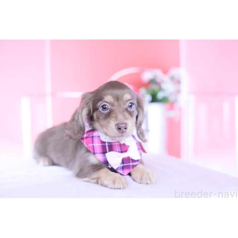 商談中の愛知県のカニンヘンダックスフンド(ロングヘアード)-428203の8枚目