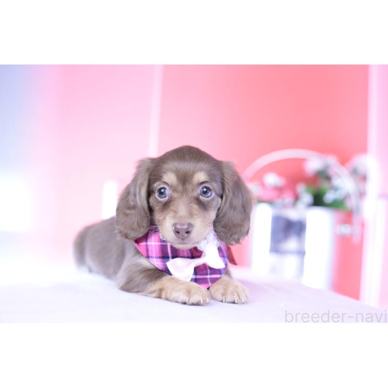 商談中の愛知県のカニンヘンダックスフンド(ロングヘアード)-428203の3枚目