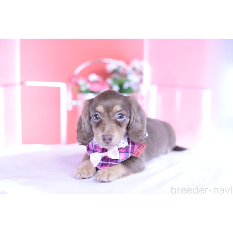 商談中の愛知県のカニンヘンダックスフンド(ロングヘアード)-428203の2枚目