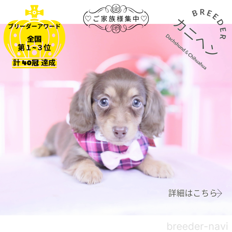 販売中の愛知県のカニンヘンダックスフンド(ロングヘアード)-428203