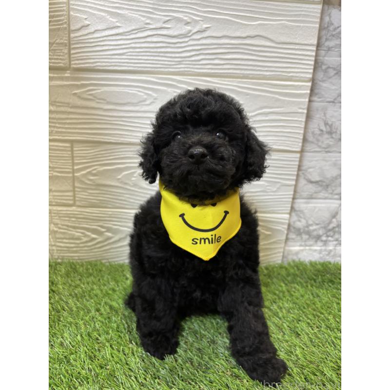 販売中の埼玉県のトイプードル-433053の1枚目