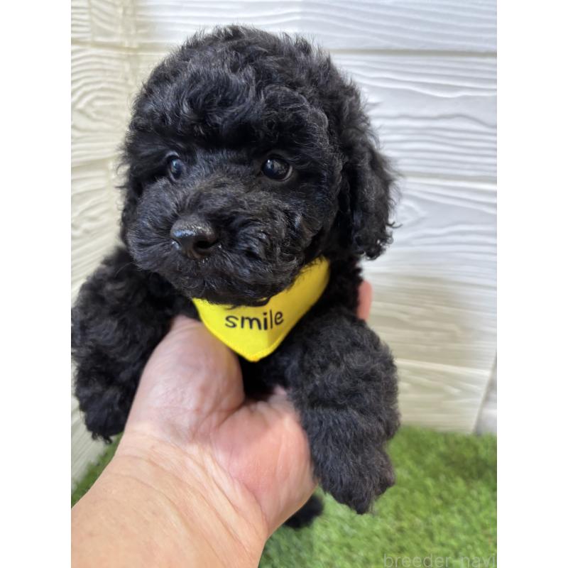 販売中の埼玉県のトイプードル-433053の4枚目