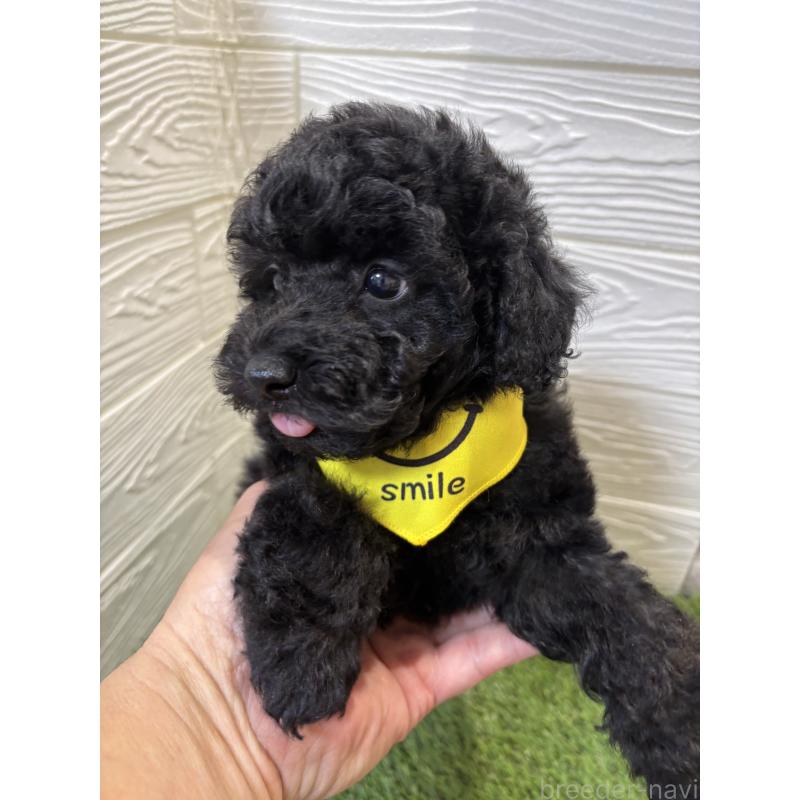 販売中の埼玉県のトイプードル-433053の3枚目