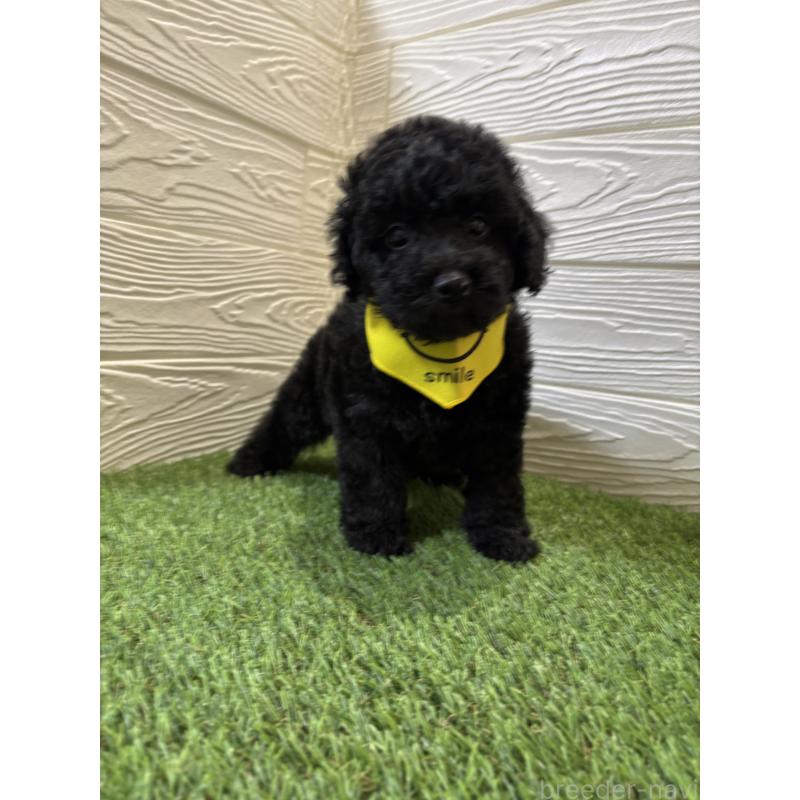 販売中の埼玉県のトイプードル-433053の2枚目