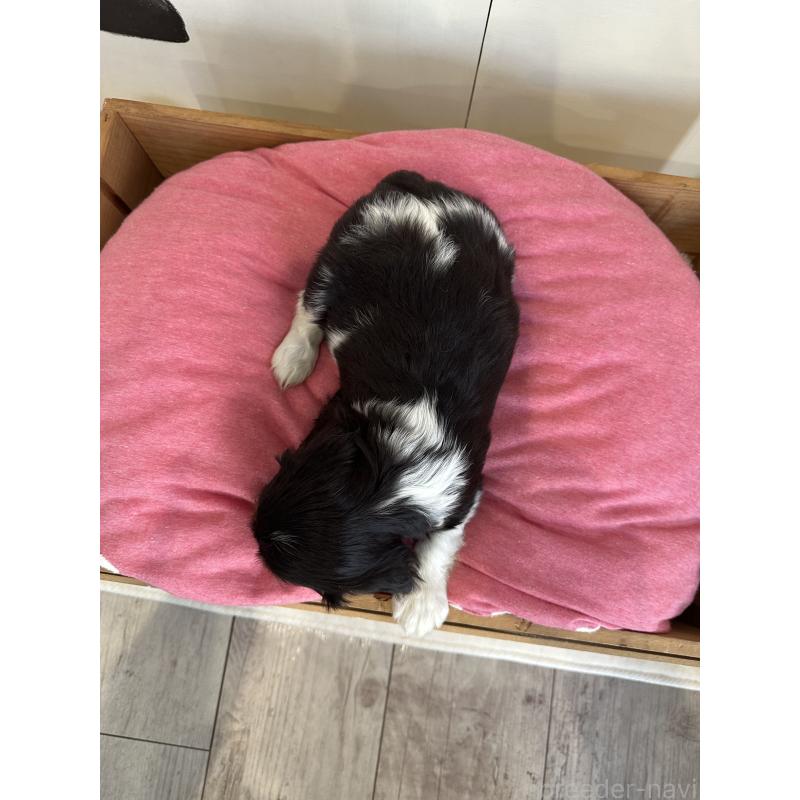 販売中の埼玉県のキャバリアキングチャールズスパニエル-433055の4枚目