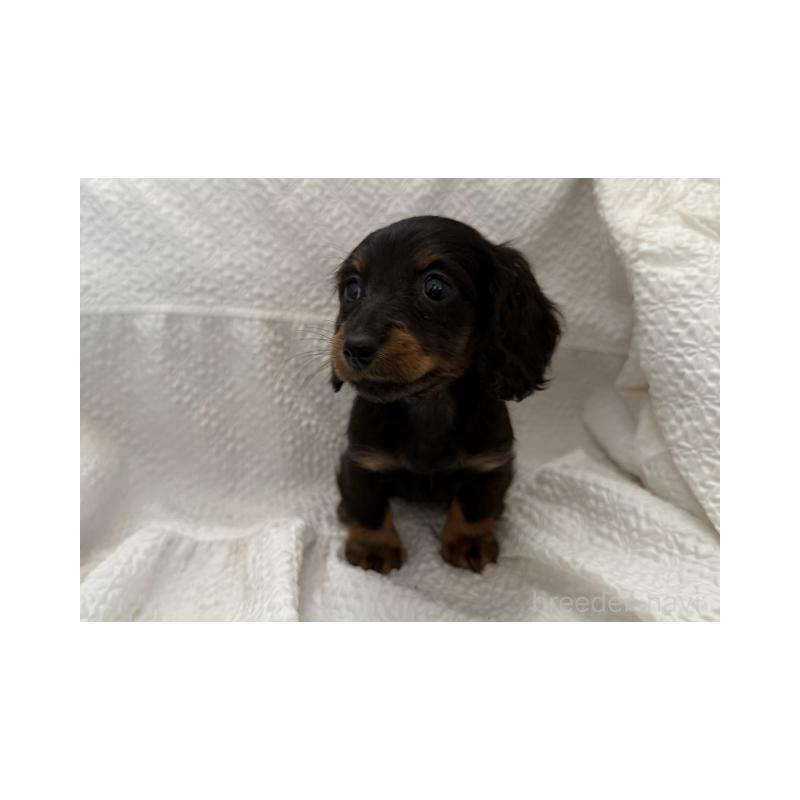 販売中の千葉県のカニンヘンダックスフンド(ロングヘアード)-433056の2枚目