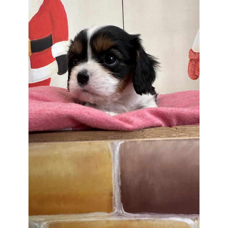 販売中の埼玉県のキャバリアキングチャールズスパニエル-433057の4枚目