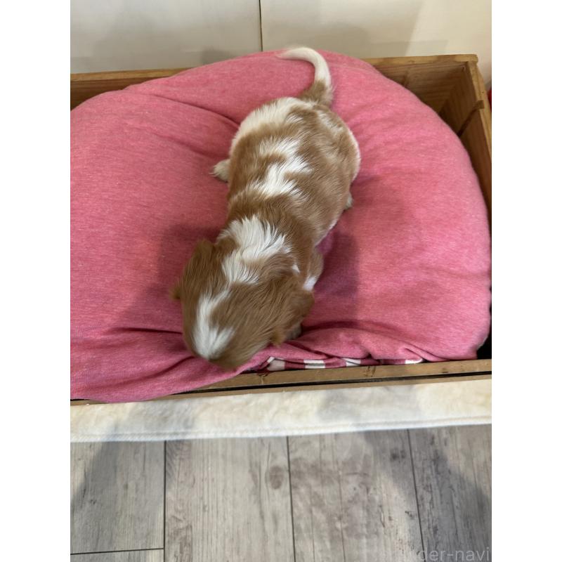 販売中の埼玉県のキャバリアキングチャールズスパニエル-433058の5枚目