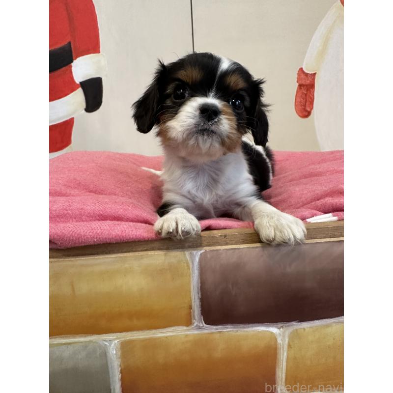 販売中の埼玉県のキャバリアキングチャールズスパニエル-433059の7枚目