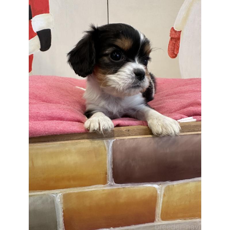 販売中の埼玉県のキャバリアキングチャールズスパニエル-433059の6枚目