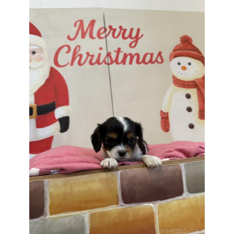 販売中の埼玉県のキャバリアキングチャールズスパニエル-433059の5枚目